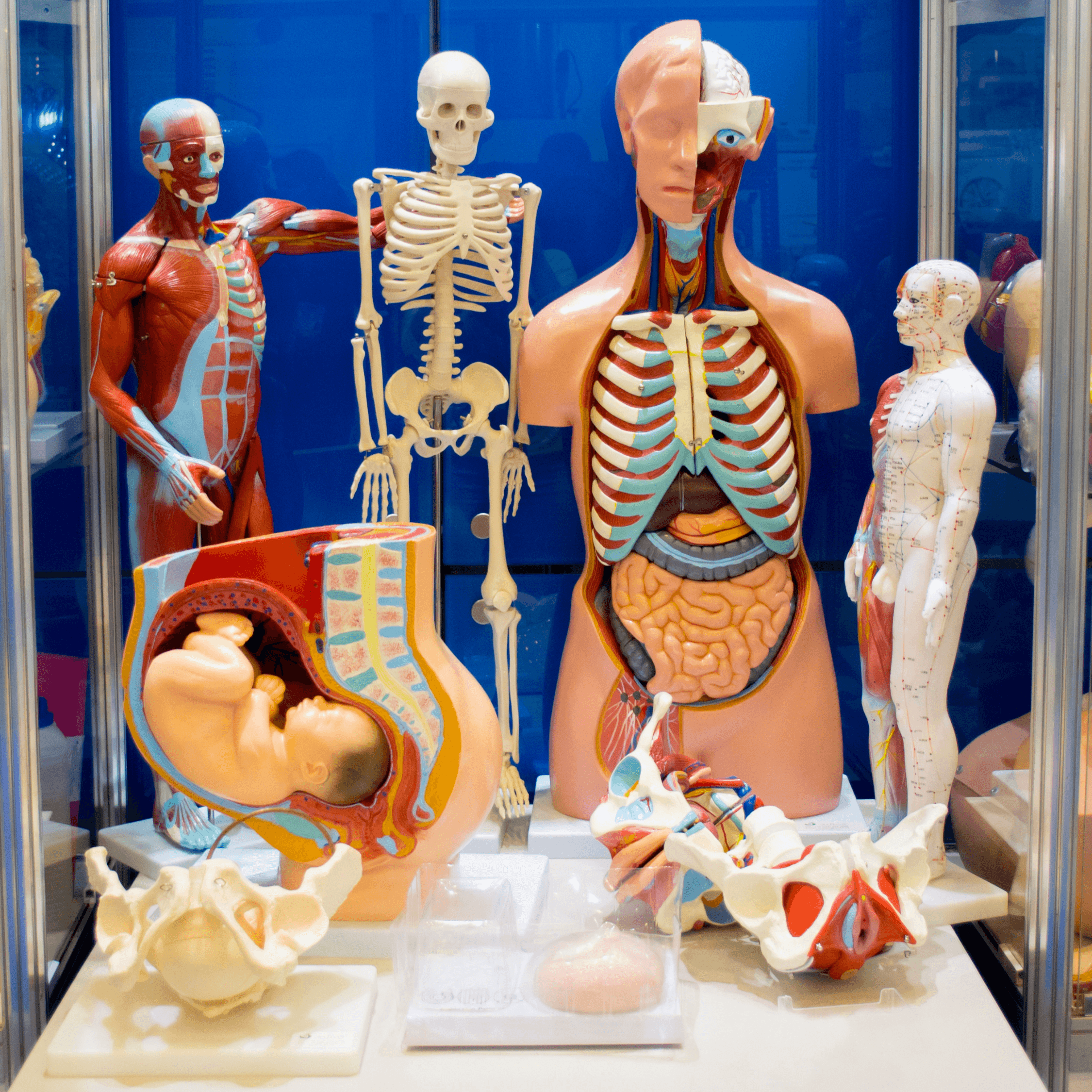 Medical Models